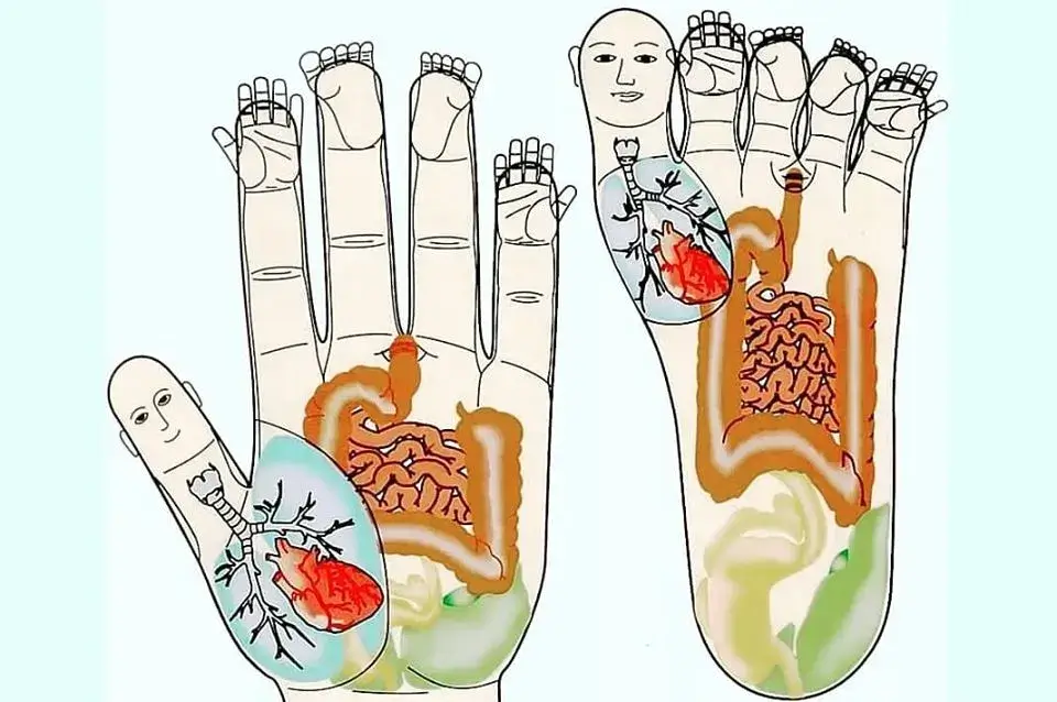 Schéma de la main et du pied avec leurs points de correspondance avec nos organes (Sujok)